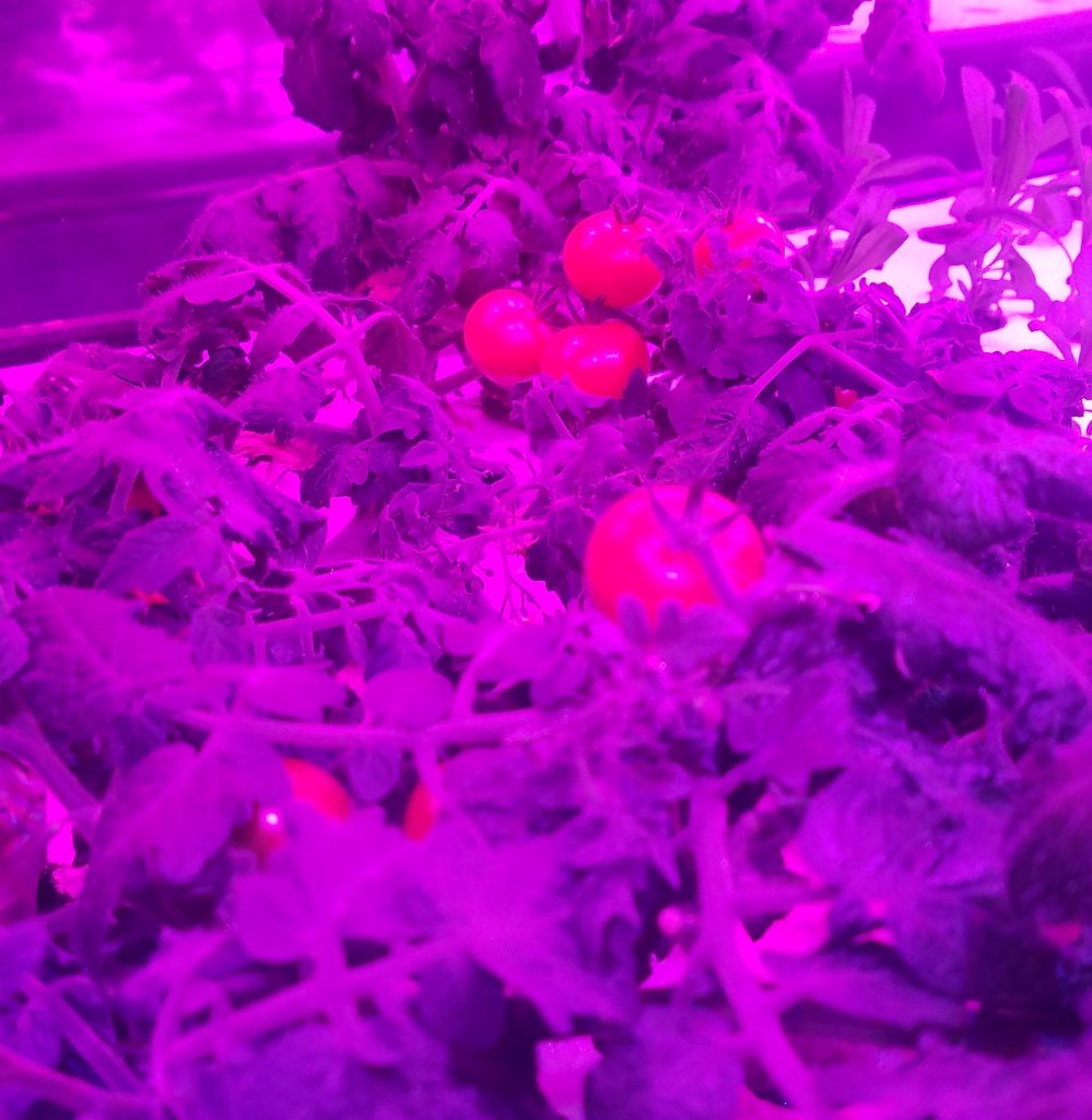 馬車道LED菜園ではトマトを栽培中🍅